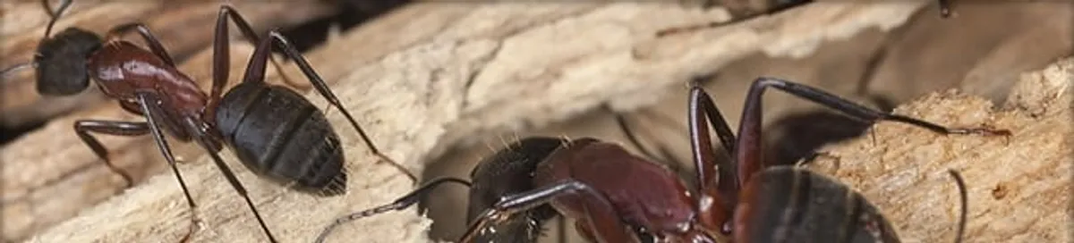 Close-up of ants on wood showing an active ant infestation in Myrtle Beach, SC