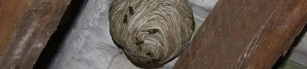 Wasp nest in an attic space, a common home infestation risk in Myrtle Beach, SC
