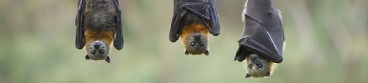 Bats roosting together, a common sign of a bat infestation in Myrtle Beach, SC