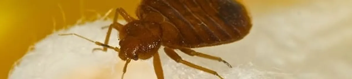 Close-up of a bed bug, a sign of an active infestation in Myrtle Beach, SC