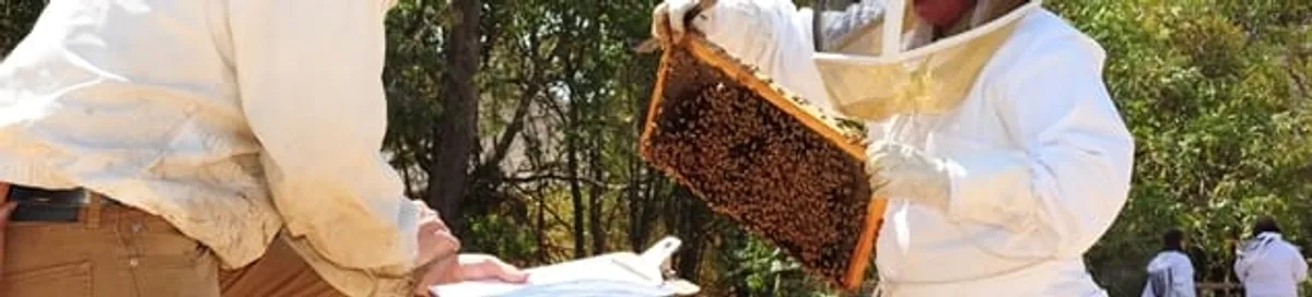 Bee removal specialists relocating a hive and honeycomb safely in Myrtle Beach, SC
