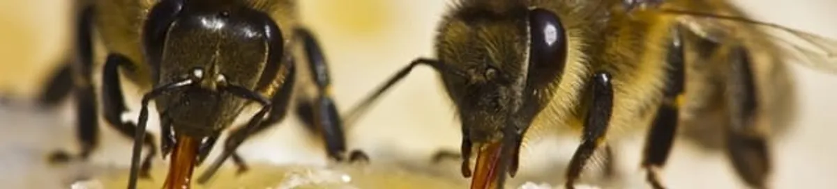 Close-up of honey bees, a sign of a nearby hive in Myrtle Beach, SC
