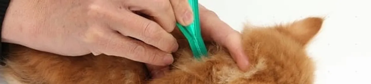 Flea treatment for pets using a flea comb, a sign of flea problems in Myrtle Beach, SC