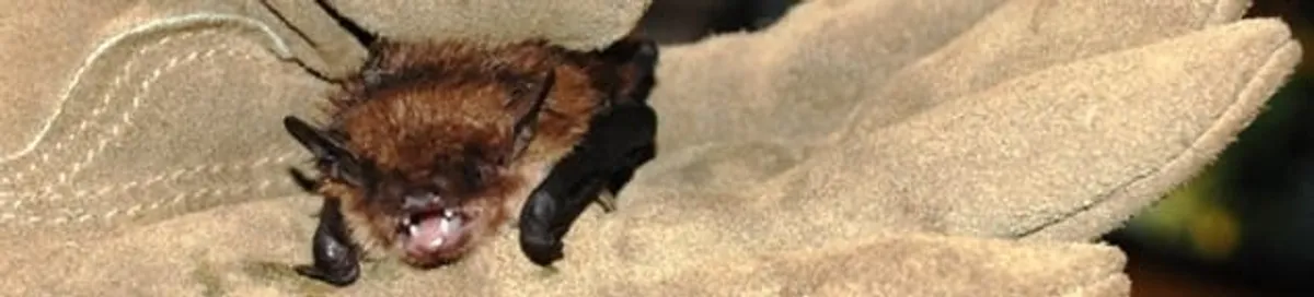Bat removal specialist holding a bat safely during humane exclusion in Myrtle Beach, SC