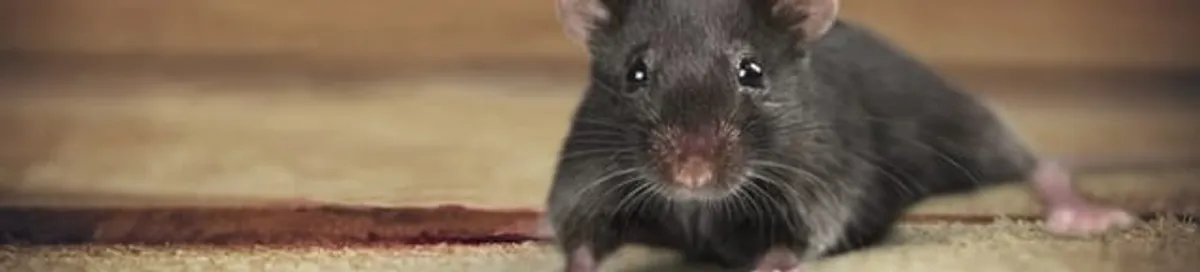 Mouse indoors, a common sign of a rodent infestation in Myrtle Beach, SC