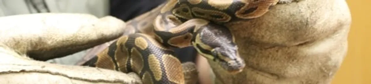 Snake removal specialist safely handling a snake with protective gloves in Myrtle Beach, SC
