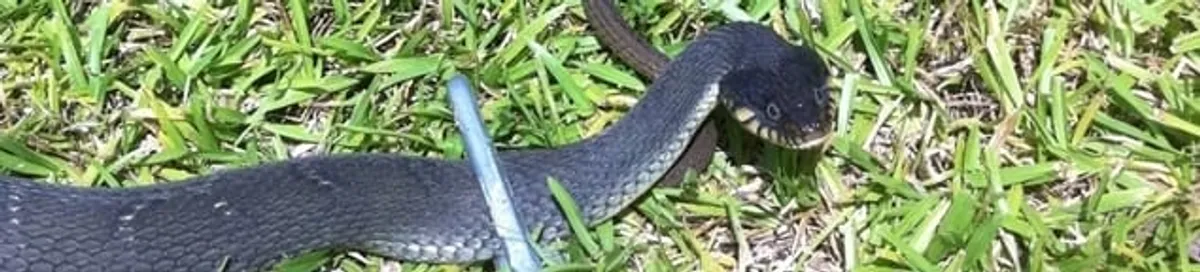 Snake in a yard, a common sign of a snake problem near a home in Myrtle Beach, SC