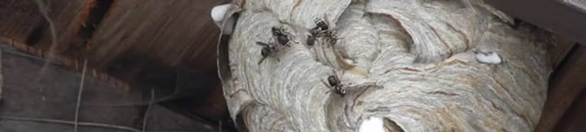 Close-up of a wasp nest with active wasps, a sign of an infestation in Myrtle Beach, SC
